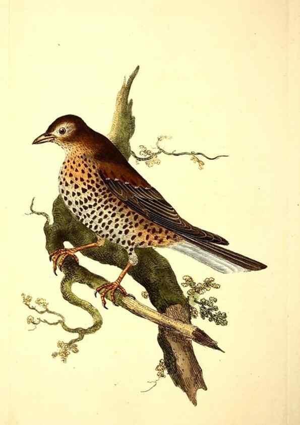 Reproducción/Reproduction 49531161833: The natural history of British birds, or, A selection of the most rare, beautiful and interesting birds which inhabit this country :. London :Printed for the author, and for F. and C. Rivington ...,1794[-1819]. 