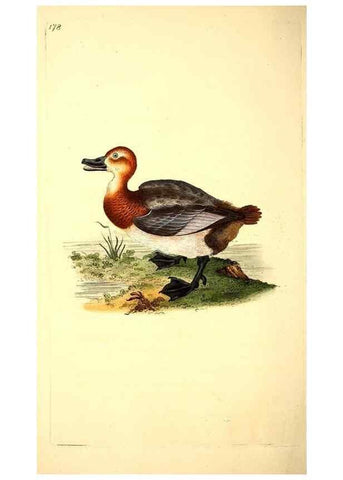 Reproducción/Reproduction 49531160123: The natural history of British birds, or, A selection of the most rare, beautiful and interesting birds which inhabit this country :. London :Printed for the author, and for F. and C. Rivington ...,1794[-1819]. 