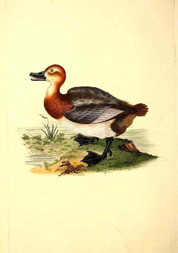 Reproducción/Reproduction 49531160123: The natural history of British birds, or, A selection of the most rare, beautiful and interesting birds which inhabit this country :. London :Printed for the author, and for F. and C. Rivington ...,1794[-1819]. 