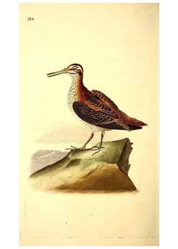 Reproducción/Reproduction 49531162068: The natural history of British birds, or, A selection of the most rare, beautiful and interesting birds which inhabit this country :. London :Printed for the author, and for F. and C. Rivington ...,1794[-1819]. 