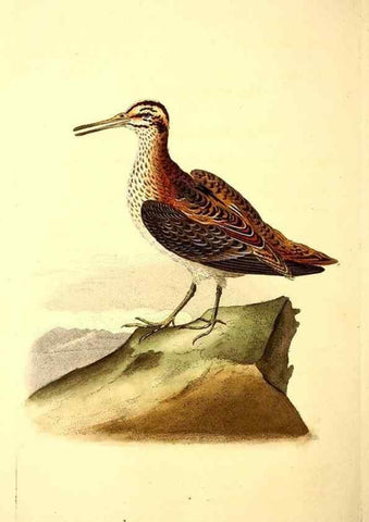 Reproducción/Reproduction 49531162068: The natural history of British birds, or, A selection of the most rare, beautiful and interesting birds which inhabit this country :. London :Printed for the author, and for F. and C. Rivington ...,1794[-1819]. 