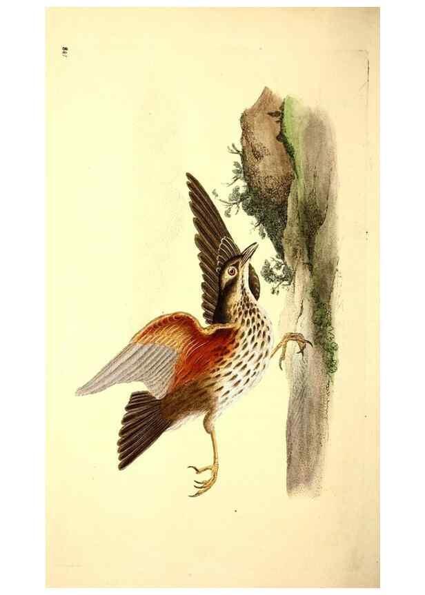 Reproducción/Reproduction 49531162563: The natural history of British birds, or, A selection of the most rare, beautiful and interesting birds which inhabit this country :. London :Printed for the author, and for F. and C. Rivington ...,1794[-1819]. 
