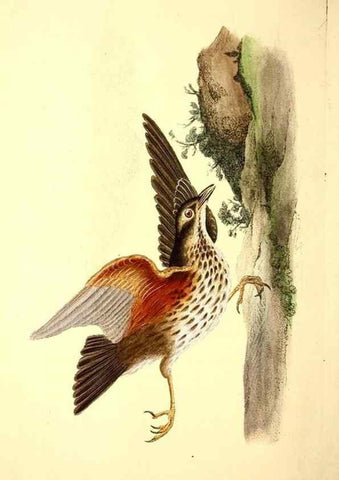 Reproducción/Reproduction 49531162563: The natural history of British birds, or, A selection of the most rare, beautiful and interesting birds which inhabit this country :. London :Printed for the author, and for F. and C. Rivington ...,1794[-1819]. 