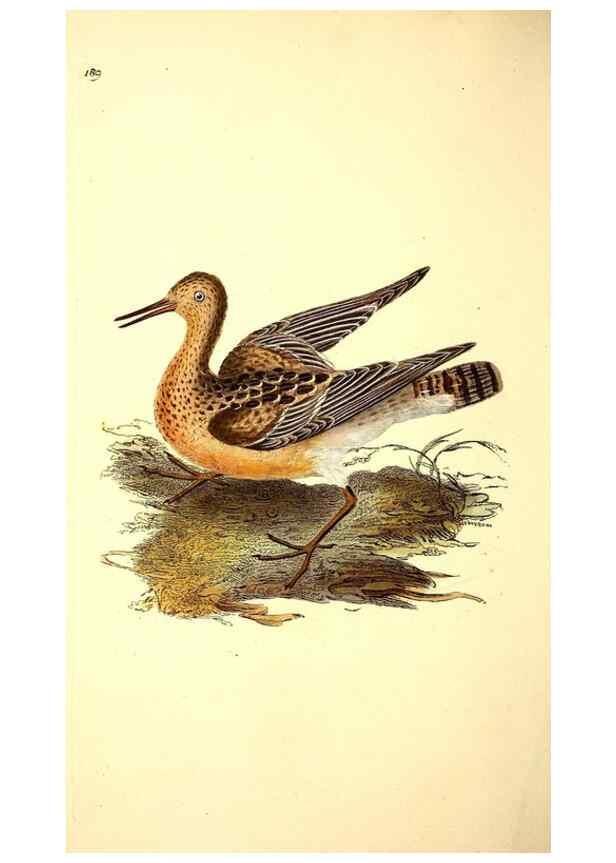 Reproducción/Reproduction 49531666971: The natural history of British birds, or, A selection of the most rare, beautiful and interesting birds which inhabit this country :. London :Printed for the author, and for F. and C. Rivington ...,1794[-1819]. 