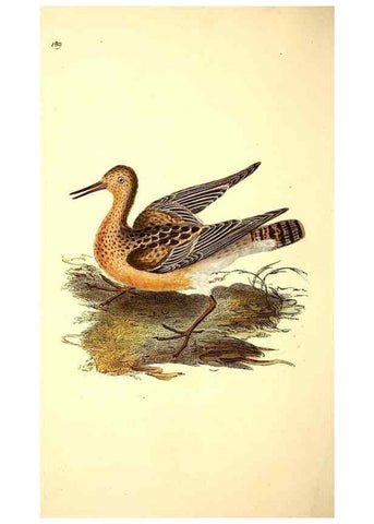 Reproducción/Reproduction 49531666971: The natural history of British birds, or, A selection of the most rare, beautiful and interesting birds which inhabit this country :. London :Printed for the author, and for F. and C. Rivington ...,1794[-1819]. 