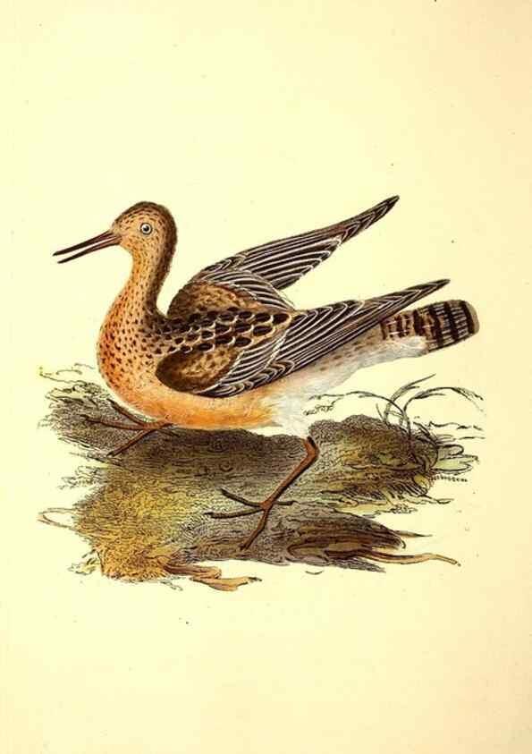 Reproducción/Reproduction 49531666971: The natural history of British birds, or, A selection of the most rare, beautiful and interesting birds which inhabit this country :. London :Printed for the author, and for F. and C. Rivington ...,1794[-1819]. 