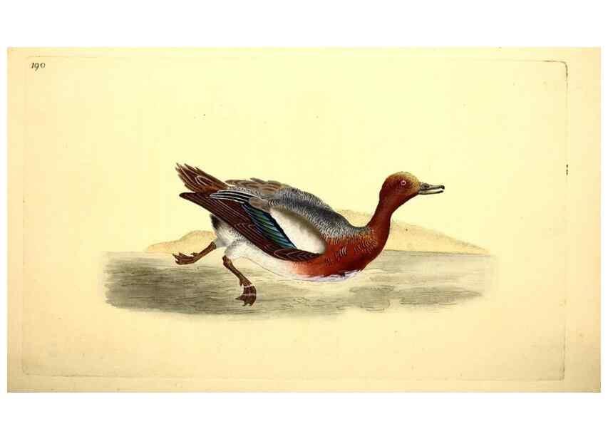 Reproducción/Reproduction 49531890487: The natural history of British birds, or, A selection of the most rare, beautiful and interesting birds which inhabit this country :. London :Printed for the author, and for F. and C. Rivington ...,1794[-1819]. 
