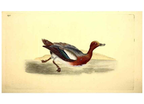 Reproducción/Reproduction 49531890487: The natural history of British birds, or, A selection of the most rare, beautiful and interesting birds which inhabit this country :. London :Printed for the author, and for F. and C. Rivington ...,1794[-1819]. 