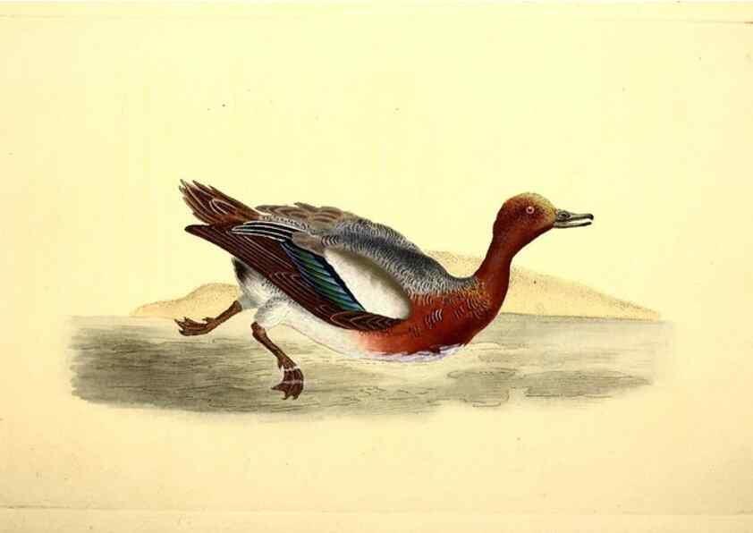 Reproducción/Reproduction 49531890487: The natural history of British birds, or, A selection of the most rare, beautiful and interesting birds which inhabit this country :. London :Printed for the author, and for F. and C. Rivington ...,1794[-1819]. 