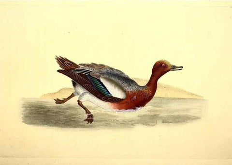 Reproducción/Reproduction 49531890487: The natural history of British birds, or, A selection of the most rare, beautiful and interesting birds which inhabit this country :. London :Printed for the author, and for F. and C. Rivington ...,1794[-1819]. 