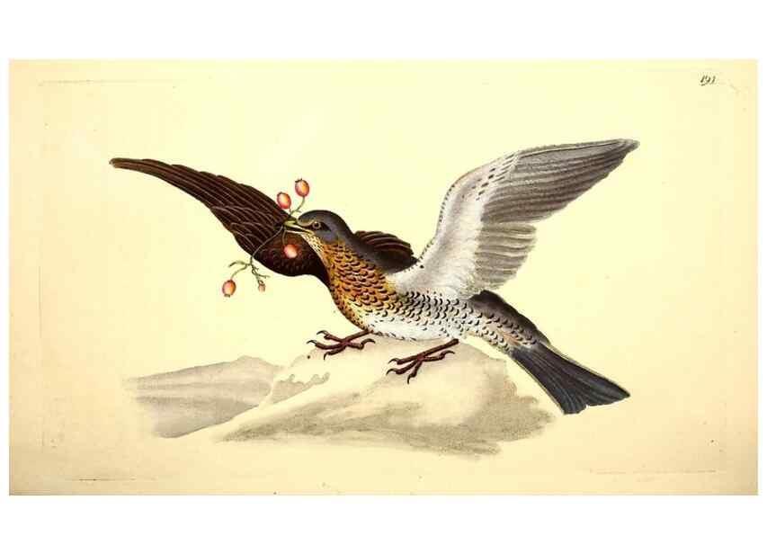 Reproducción/Reproduction 49531163288: The natural history of British birds, or, A selection of the most rare, beautiful and interesting birds which inhabit this country :. London :Printed for the author, and for F. and C. Rivington ...,1794[-1819]. 