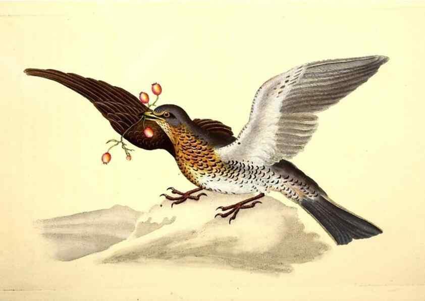 Reproducción/Reproduction 49531163288: The natural history of British birds, or, A selection of the most rare, beautiful and interesting birds which inhabit this country :. London :Printed for the author, and for F. and C. Rivington ...,1794[-1819]. 
