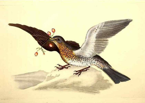 Reproducción/Reproduction 49531163288: The natural history of British birds, or, A selection of the most rare, beautiful and interesting birds which inhabit this country :. London :Printed for the author, and for F. and C. Rivington ...,1794[-1819]. 