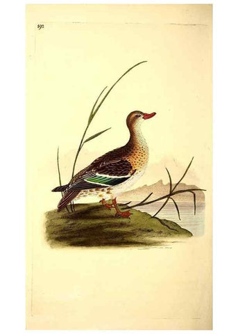 Reproducción/Reproduction 49531891027: The natural history of British birds, or, A selection of the most rare, beautiful and interesting birds which inhabit this country :. London :Printed for the author, and for F. and C. Rivington ...,1794[-1819]. 