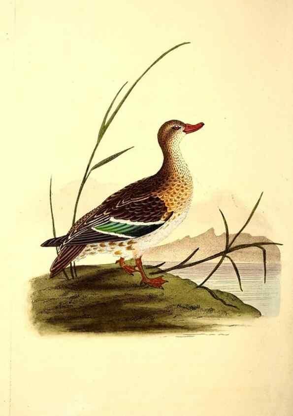 Reproducción/Reproduction 49531891027: The natural history of British birds, or, A selection of the most rare, beautiful and interesting birds which inhabit this country :. London :Printed for the author, and for F. and C. Rivington ...,1794[-1819]. 