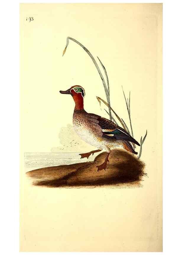 Reproducción/Reproduction 49531891292: The natural history of British birds, or, A selection of the most rare, beautiful and interesting birds which inhabit this country :. London :Printed for the author, and for F. and C. Rivington ...,1794[-1819]. 