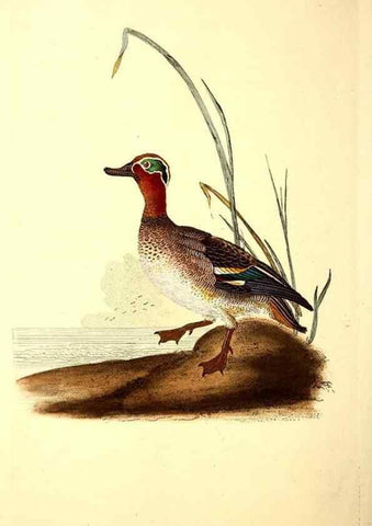 Reproducción/Reproduction 49531891292: The natural history of British birds, or, A selection of the most rare, beautiful and interesting birds which inhabit this country :. London :Printed for the author, and for F. and C. Rivington ...,1794[-1819]. 