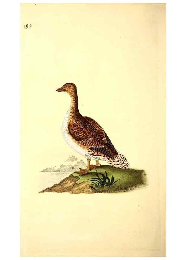 Reproducción/Reproduction 49531164123: The natural history of British birds, or, A selection of the most rare, beautiful and interesting birds which inhabit this country :. London :Printed for the author, and for F. and C. Rivington ...,1794[-1819]. 