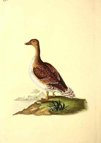 Reproducción/Reproduction 49531164123: The natural history of British birds, or, A selection of the most rare, beautiful and interesting birds which inhabit this country :. London :Printed for the author, and for F. and C. Rivington ...,1794[-1819]. 