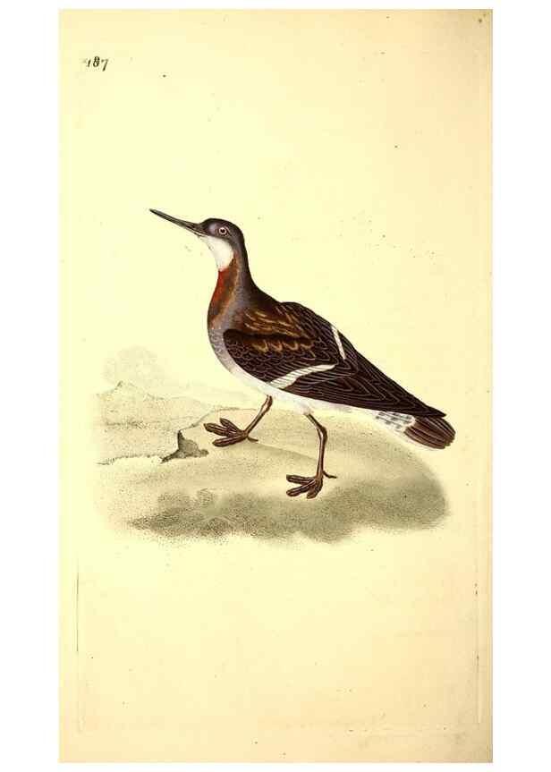 Reproducción/Reproduction 49531666446: The natural history of British birds, or, A selection of the most rare, beautiful and interesting birds which inhabit this country :. London :Printed for the author, and for F. and C. Rivington ...,1794[-1819]. 
