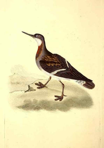 Reproducción/Reproduction 49531666446: The natural history of British birds, or, A selection of the most rare, beautiful and interesting birds which inhabit this country :. London :Printed for the author, and for F. and C. Rivington ...,1794[-1819]. 