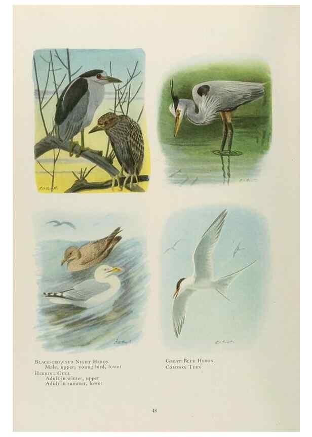 Reproducción/Reproduction 49526858352: The book of birds;. Washington, D.C.,National Geographic Society,1921.. 