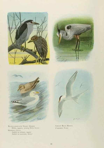 Reproducción/Reproduction 49526858352: The book of birds;. Washington, D.C.,National Geographic Society,1921.. 