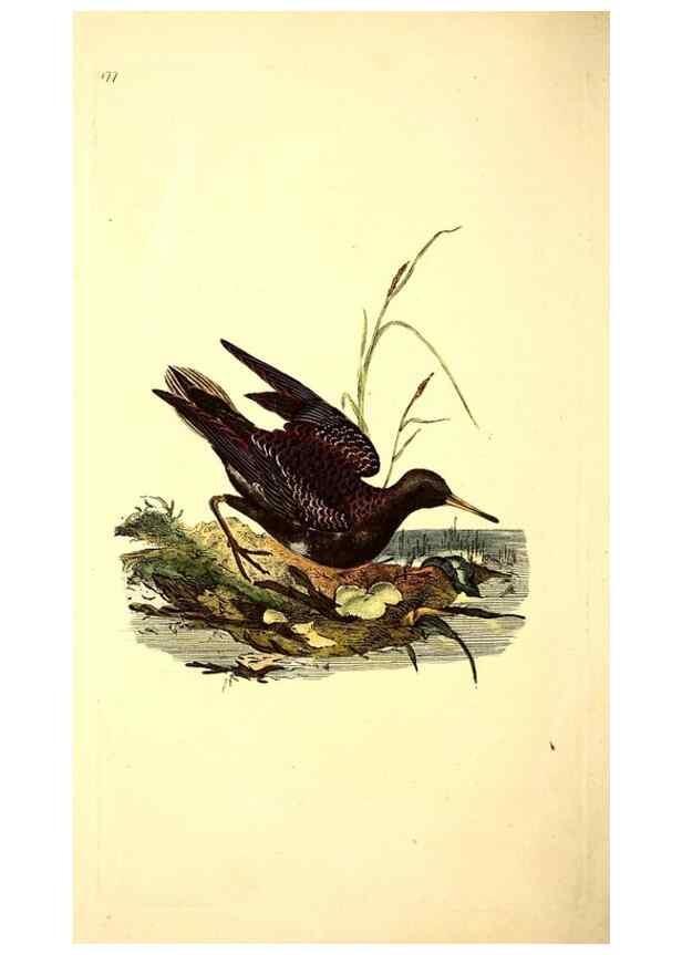 Reproducción/Reproduction 49531664106: The natural history of British birds, or, A selection of the most rare, beautiful and interesting birds which inhabit this country :. London :Printed for the author, and for F. and C. Rivington ...,1794[-1819]. 