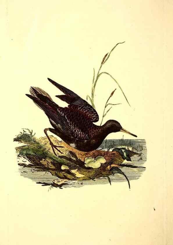 Reproducción/Reproduction 49531664106: The natural history of British birds, or, A selection of the most rare, beautiful and interesting birds which inhabit this country :. London :Printed for the author, and for F. and C. Rivington ...,1794[-1819]. 