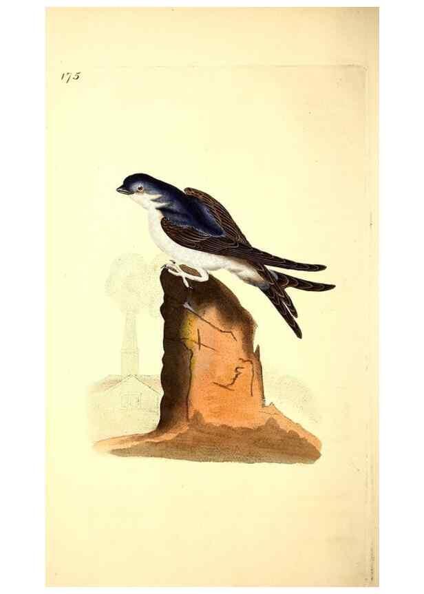 Reproducción/Reproduction 49531159383: The natural history of British birds, or, A selection of the most rare, beautiful and interesting birds which inhabit this country :. London :Printed for the author, and for F. and C. Rivington ...,1794[-1819]. 