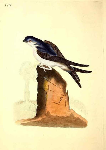 Reproducción/Reproduction 49531159383: The natural history of British birds, or, A selection of the most rare, beautiful and interesting birds which inhabit this country :. London :Printed for the author, and for F. and C. Rivington ...,1794[-1819]. 