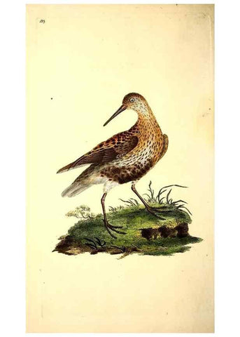 Reproducción/Reproduction 49531866257: The natural history of British birds, or, A selection of the most rare, beautiful and interesting birds which inhabit this country :. London :Printed for the author, and for F. and C. Rivington ...,1794[-1819]. 