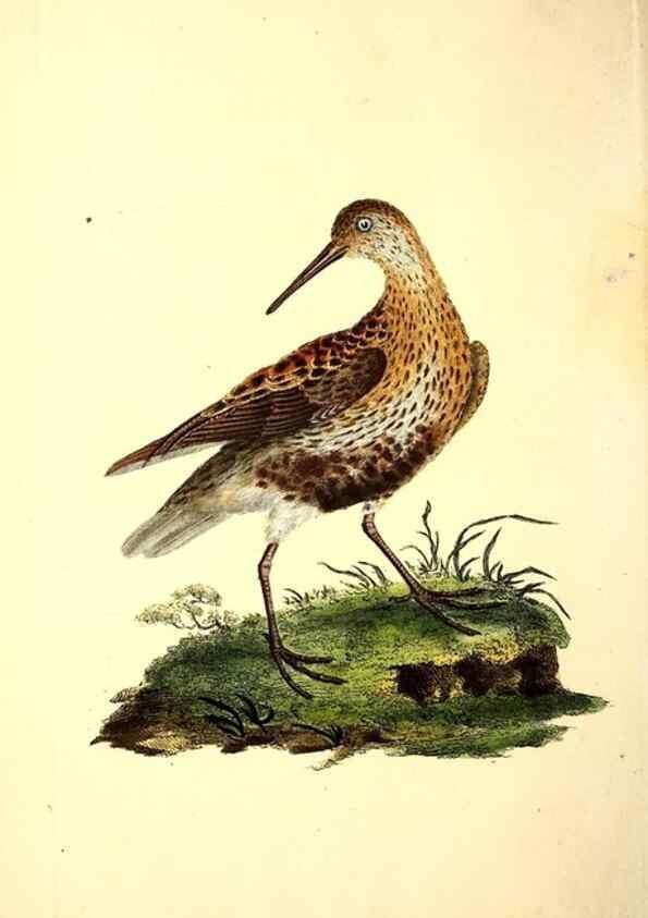 Reproducción/Reproduction 49531866257: The natural history of British birds, or, A selection of the most rare, beautiful and interesting birds which inhabit this country :. London :Printed for the author, and for F. and C. Rivington ...,1794[-1819]. 