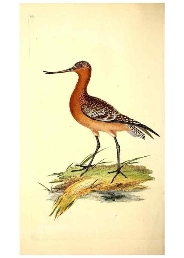 Reproducción/Reproduction 49531643956: The natural history of British birds, or, A selection of the most rare, beautiful and interesting birds which inhabit this country :. London :Printed for the author, and for F. and C. Rivington ...,1794[-1819]. 