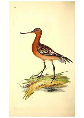 Reproducción/Reproduction 49531643956: The natural history of British birds, or, A selection of the most rare, beautiful and interesting birds which inhabit this country :. London :Printed for the author, and for F. and C. Rivington ...,1794[-1819]. 