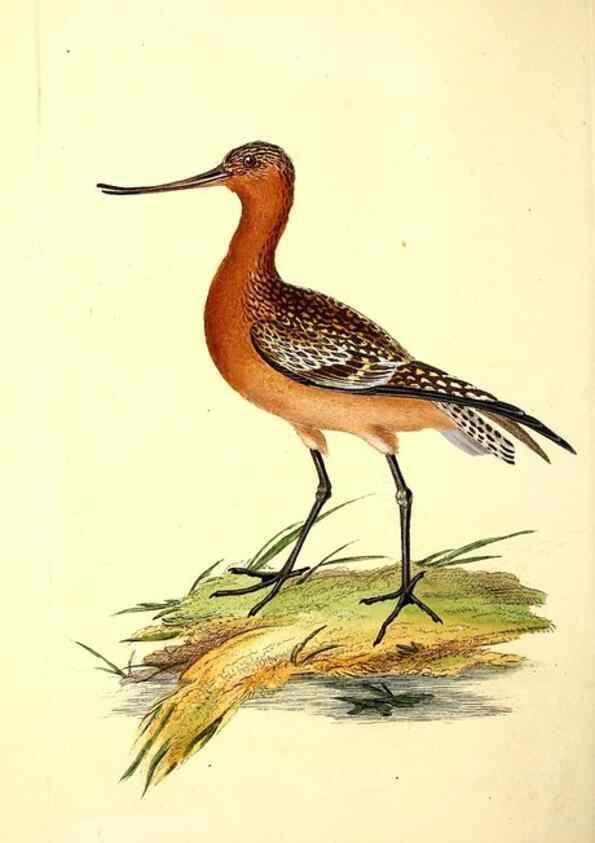 Reproducción/Reproduction 49531643956: The natural history of British birds, or, A selection of the most rare, beautiful and interesting birds which inhabit this country :. London :Printed for the author, and for F. and C. Rivington ...,1794[-1819]. 