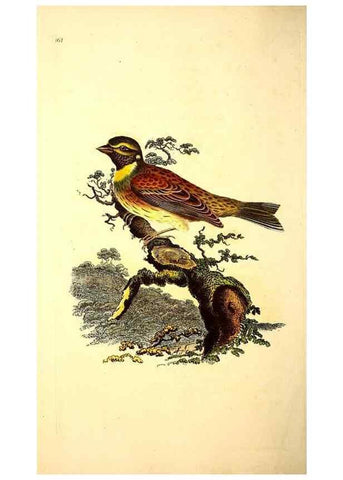 Reproducción/Reproduction 49531866757: The natural history of British birds, or, A selection of the most rare, beautiful and interesting birds which inhabit this country :. London :Printed for the author, and for F. and C. Rivington ...,1794[-1819]. 