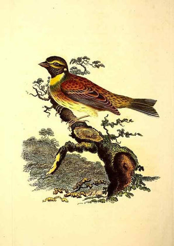 Reproducción/Reproduction 49531866757: The natural history of British birds, or, A selection of the most rare, beautiful and interesting birds which inhabit this country :. London :Printed for the author, and for F. and C. Rivington ...,1794[-1819]. 