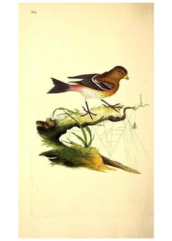 Reproducción/Reproduction 49531139813: The natural history of British birds, or, A selection of the most rare, beautiful and interesting birds which inhabit this country :. London :Printed for the author, and for F. and C. Rivington ...,1794[-1819]. 