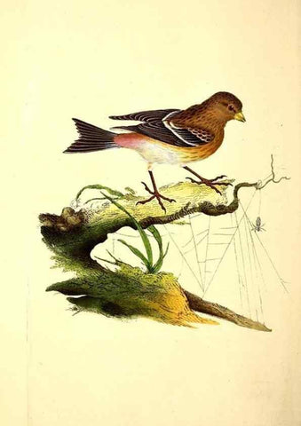 Reproducción/Reproduction 49531139813: The natural history of British birds, or, A selection of the most rare, beautiful and interesting birds which inhabit this country :. London :Printed for the author, and for F. and C. Rivington ...,1794[-1819]. 