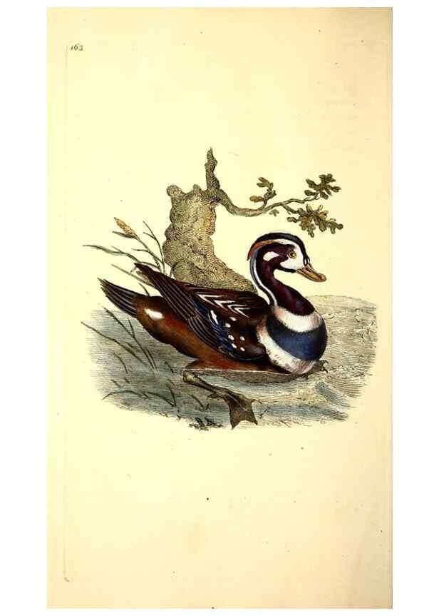 Reproducción/Reproduction 49531644801: The natural history of British birds, or, A selection of the most rare, beautiful and interesting birds which inhabit this country :. London :Printed for the author, and for F. and C. Rivington ...,1794[-1819]. 