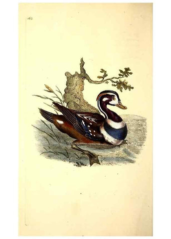 Reproducción/Reproduction 49531644801: The natural history of British birds, or, A selection of the most rare, beautiful and interesting birds which inhabit this country :. London :Printed for the author, and for F. and C. Rivington ...,1794[-1819]. 