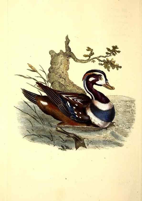 Reproducción/Reproduction 49531644801: The natural history of British birds, or, A selection of the most rare, beautiful and interesting birds which inhabit this country :. London :Printed for the author, and for F. and C. Rivington ...,1794[-1819]. 