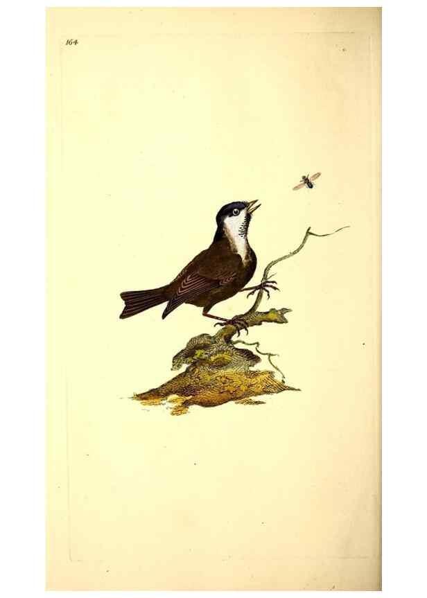 Reproducción/Reproduction 49531867647: The natural history of British birds, or, A selection of the most rare, beautiful and interesting birds which inhabit this country :. London :Printed for the author, and for F. and C. Rivington ...,1794[-1819]. 