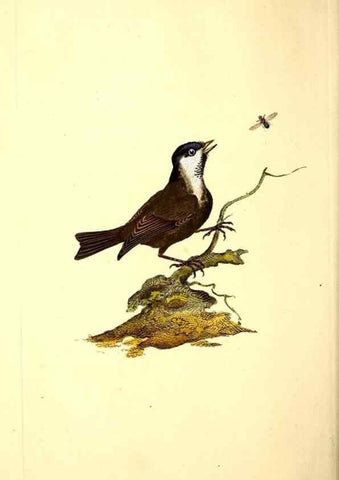 Reproducción/Reproduction 49531867647: The natural history of British birds, or, A selection of the most rare, beautiful and interesting birds which inhabit this country :. London :Printed for the author, and for F. and C. Rivington ...,1794[-1819]. 