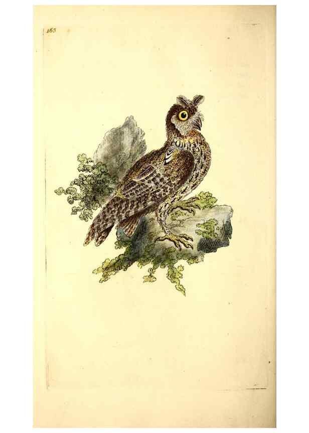 Reproducción/Reproduction 49531645411: The natural history of British birds, or, A selection of the most rare, beautiful and interesting birds which inhabit this country :. London :Printed for the author, and for F. and C. Rivington ...,1794[-1819]. 