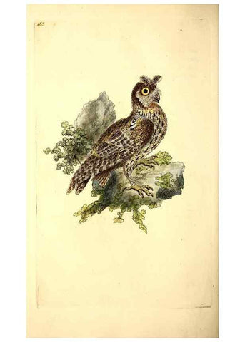 Reproducción/Reproduction 49531645411: The natural history of British birds, or, A selection of the most rare, beautiful and interesting birds which inhabit this country :. London :Printed for the author, and for F. and C. Rivington ...,1794[-1819]. 