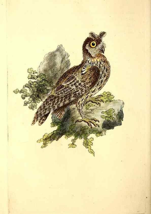 Reproducción/Reproduction 49531645411: The natural history of British birds, or, A selection of the most rare, beautiful and interesting birds which inhabit this country :. London :Printed for the author, and for F. and C. Rivington ...,1794[-1819]. 