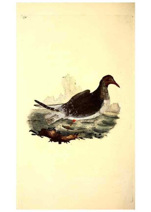 Reproducción/Reproduction 49531663826: The natural history of British birds, or, A selection of the most rare, beautiful and interesting birds which inhabit this country :. London :Printed for the author, and for F. and C. Rivington ...,1794[-1819]. 