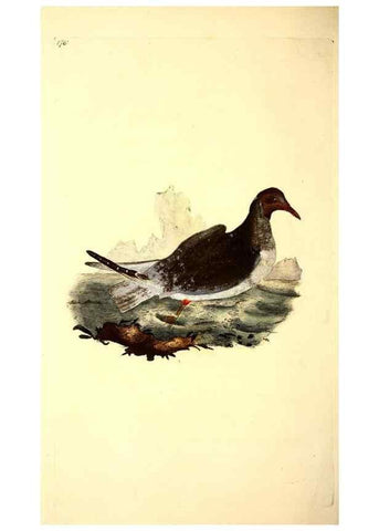 Reproducción/Reproduction 49531663826: The natural history of British birds, or, A selection of the most rare, beautiful and interesting birds which inhabit this country :. London :Printed for the author, and for F. and C. Rivington ...,1794[-1819]. 